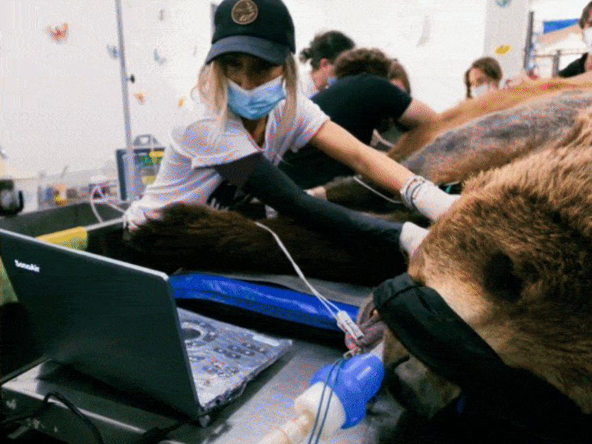 Animal Rescue | Beyond the Clinic : How SonoAir Vet brings ultrasound wherever animals need care. Animal Rescue | Beyond the Clinic : How SonoAir Vet brings ultrasound wherever animals need care.
