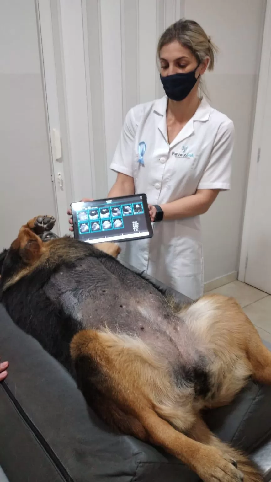 Portable Ultrasound Machine Veterinary device