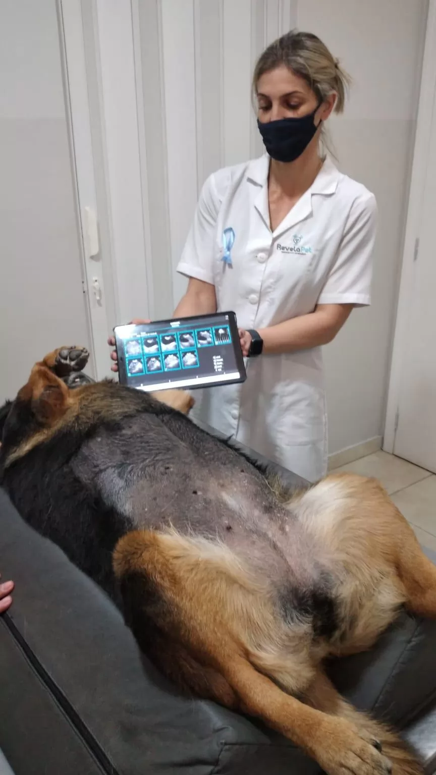 Portable Ultrasound Machine Veterinary device Portable Ultrasound Machine Veterinary device