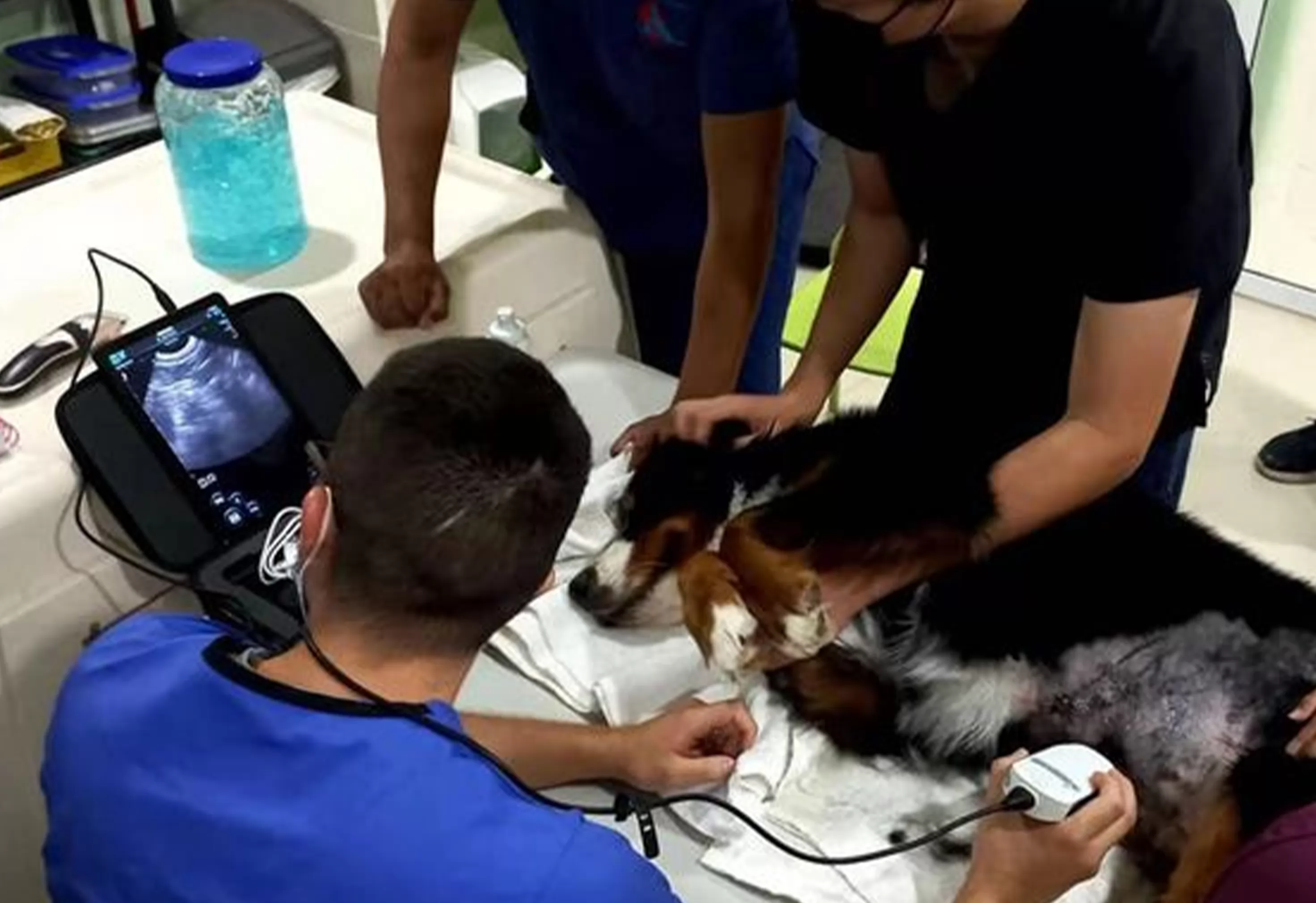 Fully waterproof, high resolution rectal probe for cattle and horses, or convex rectum for large animals and small ruminants.