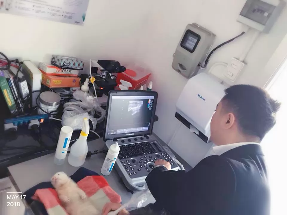 Ideal for identifying a wide range of livestock that are open or pregnant. Durable and portable. Choose from probes for swine, goats, sheep and cows.