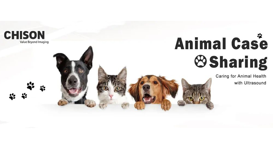 Animal Case Sharing | Myxomatous Mitral Valve Disease in Canine