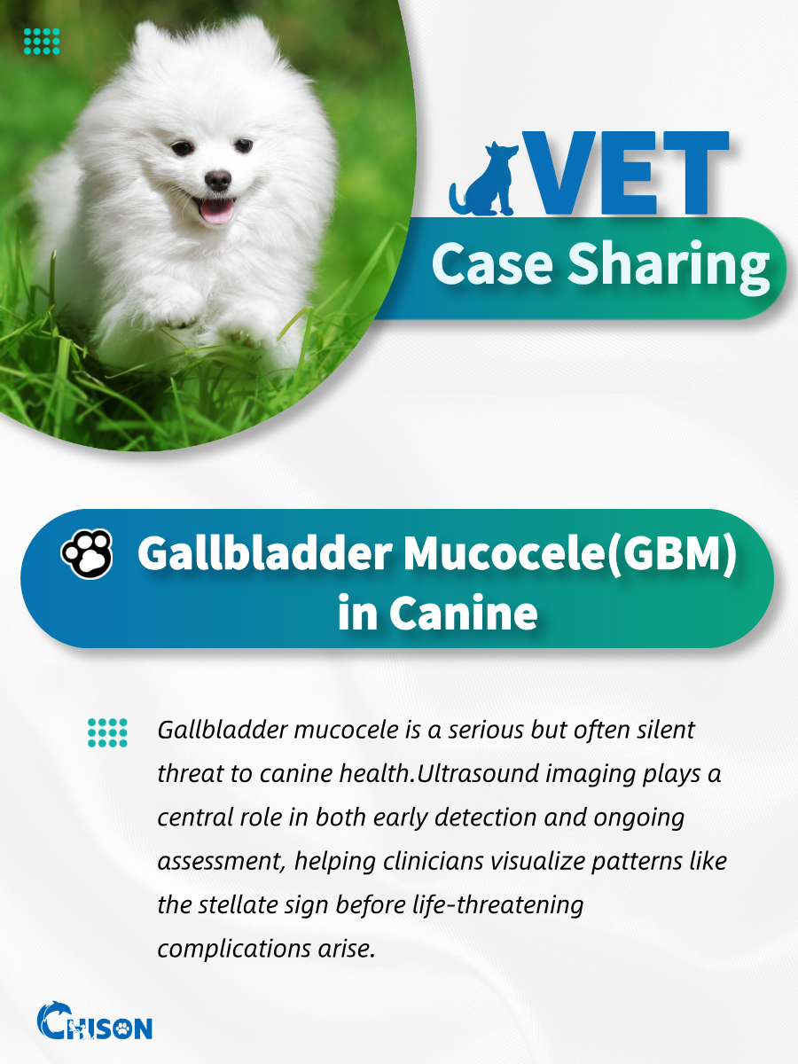 Animal Case Sharing | Gallbladder Mucocele in Canine